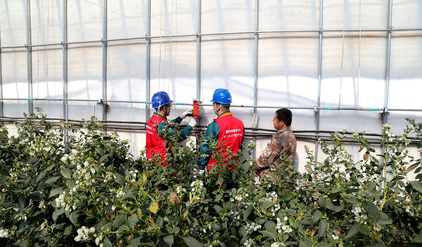 农村电气化信息网讯：（通讯员 张振远）2月10日国网敖汉旗供电公司木头营子中心供电所员工来到木头营子乡青山村为蓝莓种植企业检查温棚自动放风系统，确保大棚种植企业在冬季用电设备运行正常。