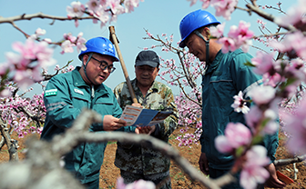 台儿庄供电：守护万亩桃园安全供电