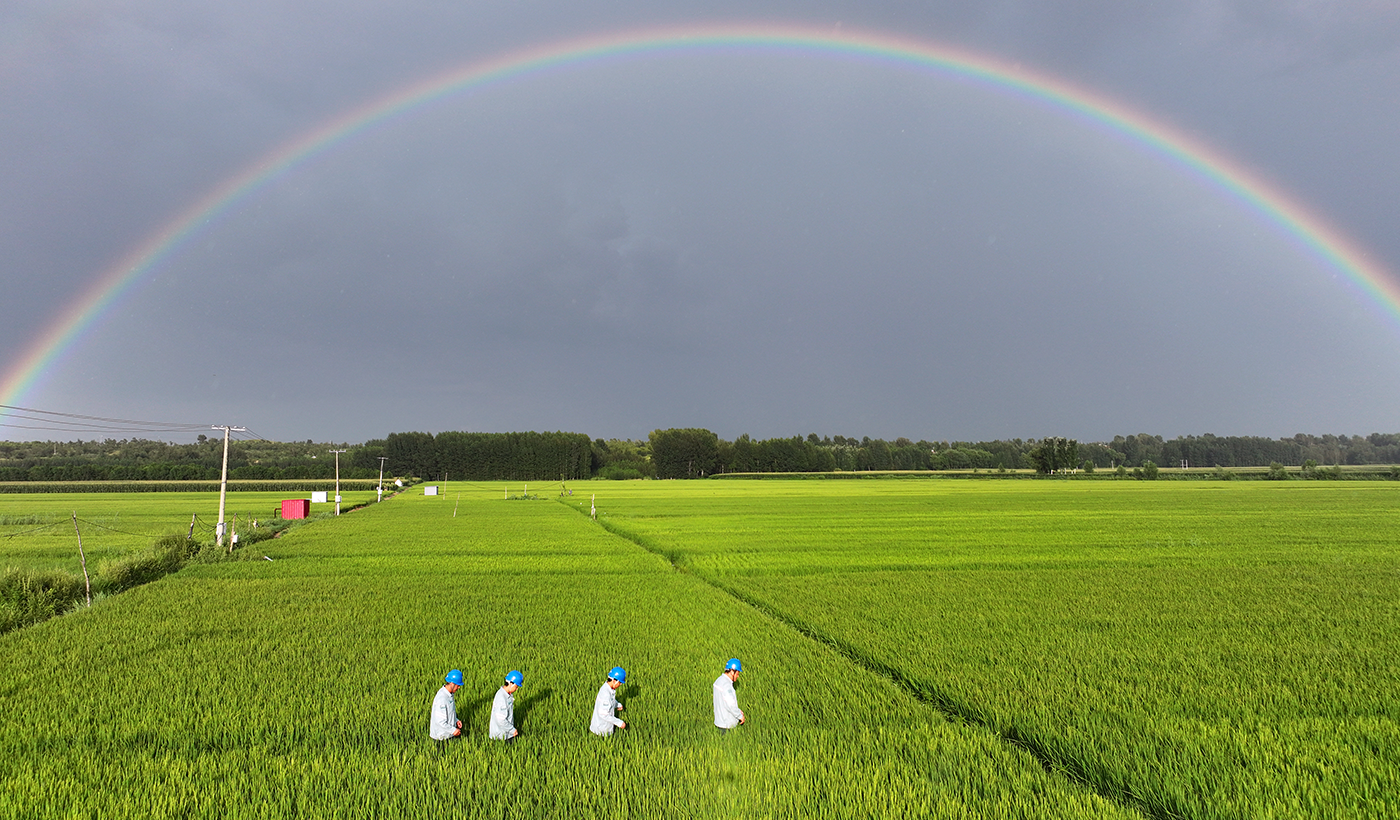 农村电气化信息网讯：（通讯员 张振远摄影）雨后初霁，彩虹凌空横跨稻田。国网敖汉旗供电公司工作人员走进田间，开展雨后线路特巡。雨后田间湿度大，容易诱发线路设备隐患，巡线人员仔细排查杆塔、线路运行状况，及时消除风险。彩虹映照沃野，电力人用脚步守护乡村电网，保障当地农户生产生活用电稳定可靠。