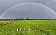 雨后彩虹映稻田